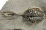 Spiny Trident Walliserops Trilobite - Top Quality Specimen #350528-2